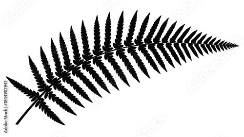 A detailed black and white illustration of a single fern frond