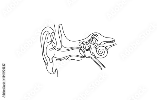 Continuous one line drawing of Human ear anatomy showing cross section outer middle and inner parts, vector illustration, isolated on transparent background.