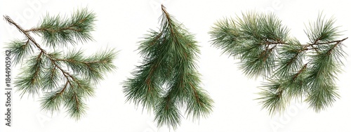 Three detailed pine tree branches with long green needles displayed against a stark white background