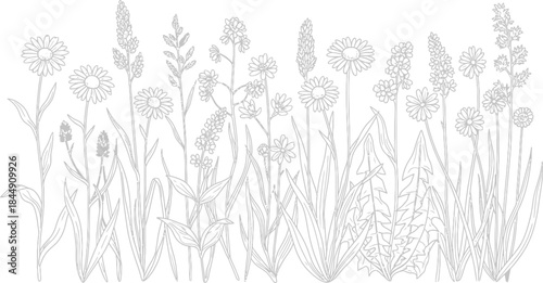Minimalist black and white botanical illustration of a wild flower meadow border design