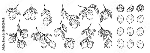 Lemons hand drawn set. Different lemon branches with leaves botanical collection. Fresh juicy citrus abstract whole or cut lemons. Fruits design elements doodle vintage vector illustration