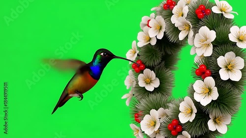Vibrant hummingbird feeding on a decorative floral wreath with red berries, isolated on green screen for easy compositing