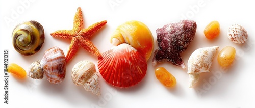 Assorted seashells and a starfish laid out on a bright white background