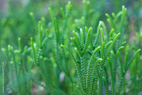 やわらかい春の樹木の新芽、緑色の背景素材