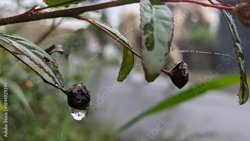 Tetesan air hujan di batang pohon 