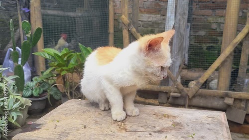 cat on the roof