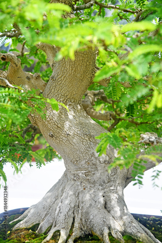 Bonsai tree in details and close up