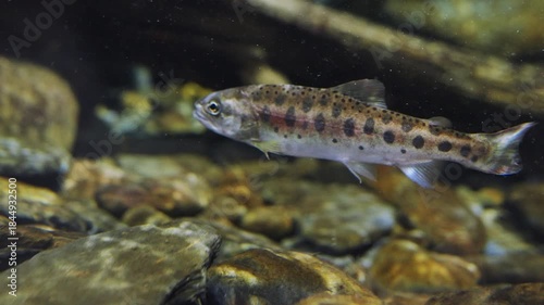 Closeup of Formosan landlocked salmons in river, Taiwan.