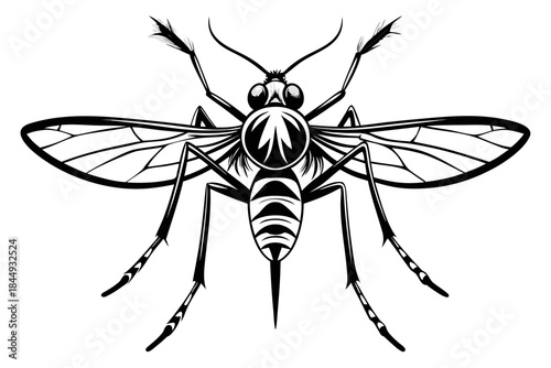 Mosquito Line Drawing Vector – Detailed Insect Outline Illustration for Science and Education