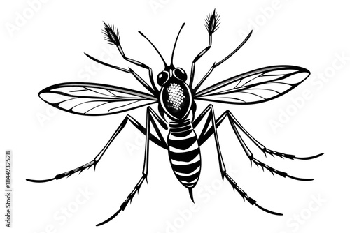 Mosquito Line Drawing Vector – Detailed Insect Outline Illustration for Science and Education