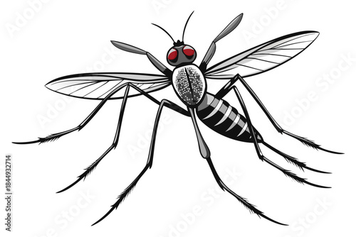 Mosquito Line Drawing Vector – Detailed Insect Outline Illustration for Science and Education