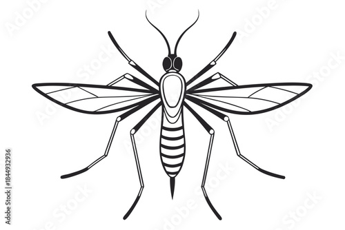 Mosquito Line Drawing Vector – Detailed Insect Outline Illustration for Science and Education