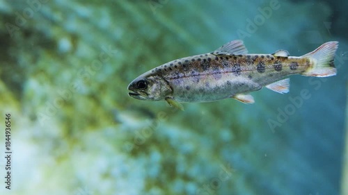 Closeup of Formosan landlocked salmons in river, Taiwan.