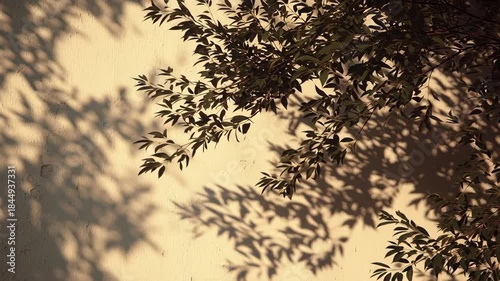 Serene Natural Scene with Silhouetted Tree Branches and Soft Background Light