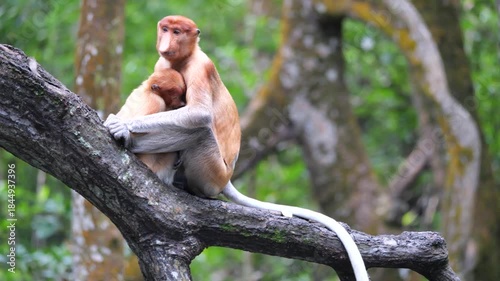 Long Nose monkey with baby. Proboscis monkey baby playing in mangrove tree. Female proboscis monkey (Nasalis larvatus) with her baby in a natural habitat in rainforest of Borneo Island