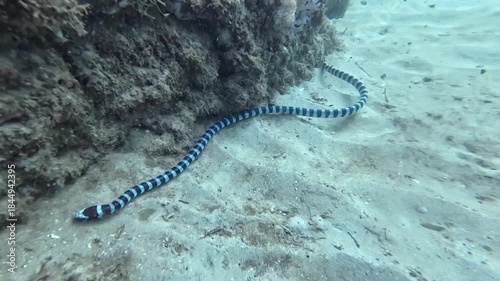 Banded sea snake swimming along sandy seabed near a coral reef. Venomous marine reptile gliding calmly underwater in a tropical coastal environment.
