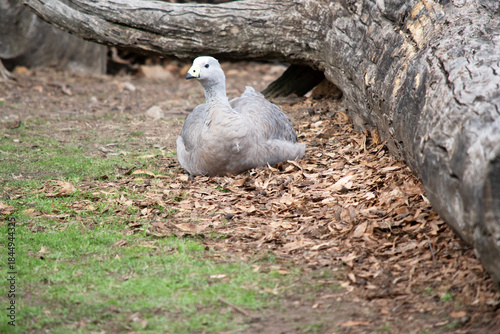Cuadro en lienzo the Cape Barren Goose is resting in a field