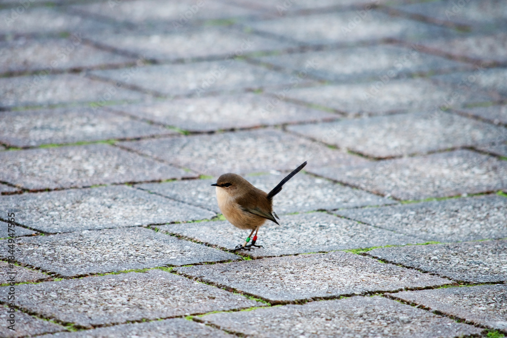 Obraz premium the female fairy wren is looking for food on the path