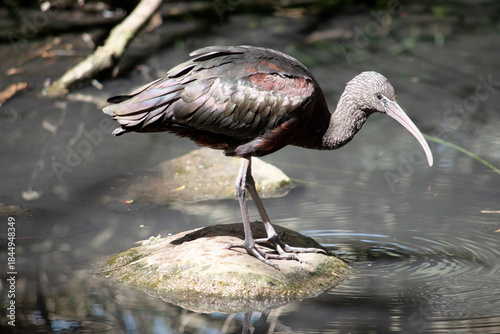 Foto the glossy ibis is standing on a rock  in the middle of the water
