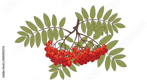 Detailed vintage-style illustration of a rowan branch with a vibrant cluster of red berries and lush green leaves on a white background.