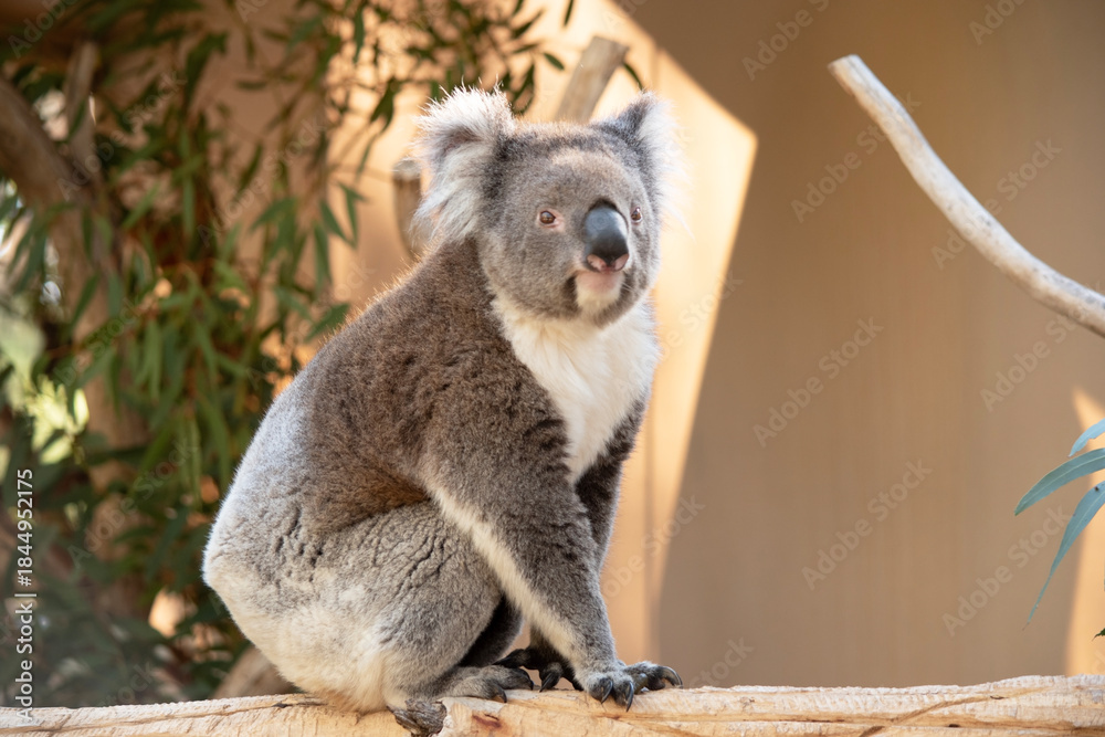 Obraz premium this is a side view of a koala