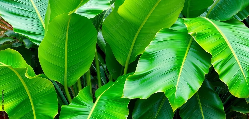 Obraz premium Large vibrant green banana plant leaves, tropical foliage, banana plantation, leaves