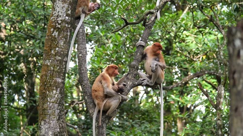 Long Nose monkey with baby. Proboscis monkey baby playing in mangrove tree. Female proboscis monkey (Nasalis larvatus) with her baby in a natural habitat in rainforest of Borneo Island