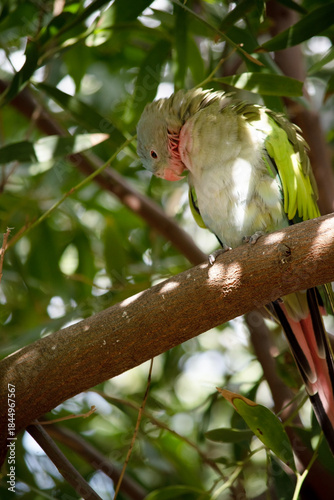 Photography the Princess Alexandra is preen her feathers