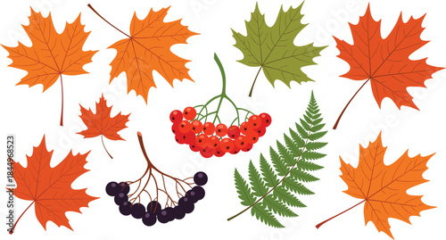 Autumn foliage vector set with maple leaves berries and fern elements isolated on white background