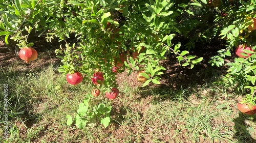 Pomegranate fruit. Fresh, ripe red pomegranates on the tree, against a green garden in the background. Close-up view of organic fruit. 4K UHD video.
