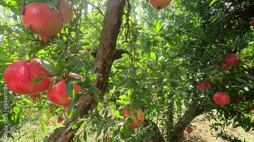 Pomegranate fruit. Fresh, ripe red pomegranates on the tree, against a green garden in the background. Close-up view of organic fruit. 4K UHD video.