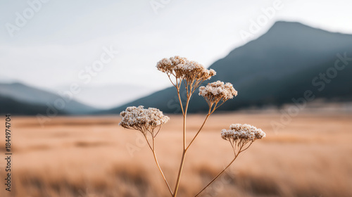 Delicate white wildflower in golden field with mountain backdrop