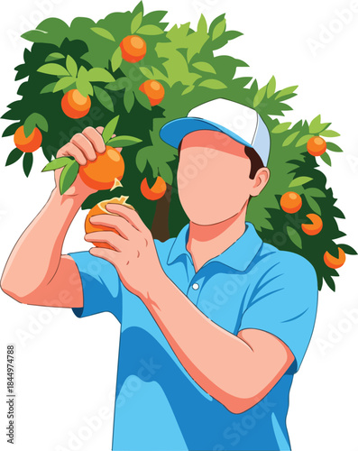 Ideal for food industry or agricultural concepts. Vibrant image showing a person in hat harvesting oranges from tree. Agriculture, picking, fresh, oranges, harvesting, healthy, farm, person, worker, n