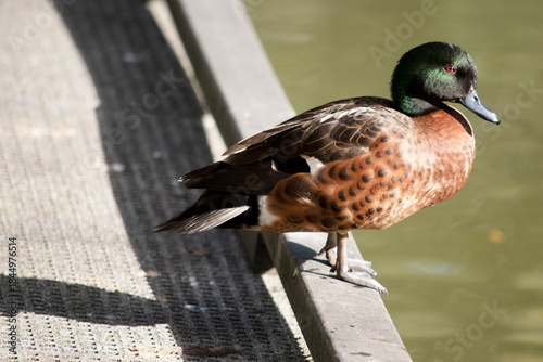 this is a side view of a male teal duck