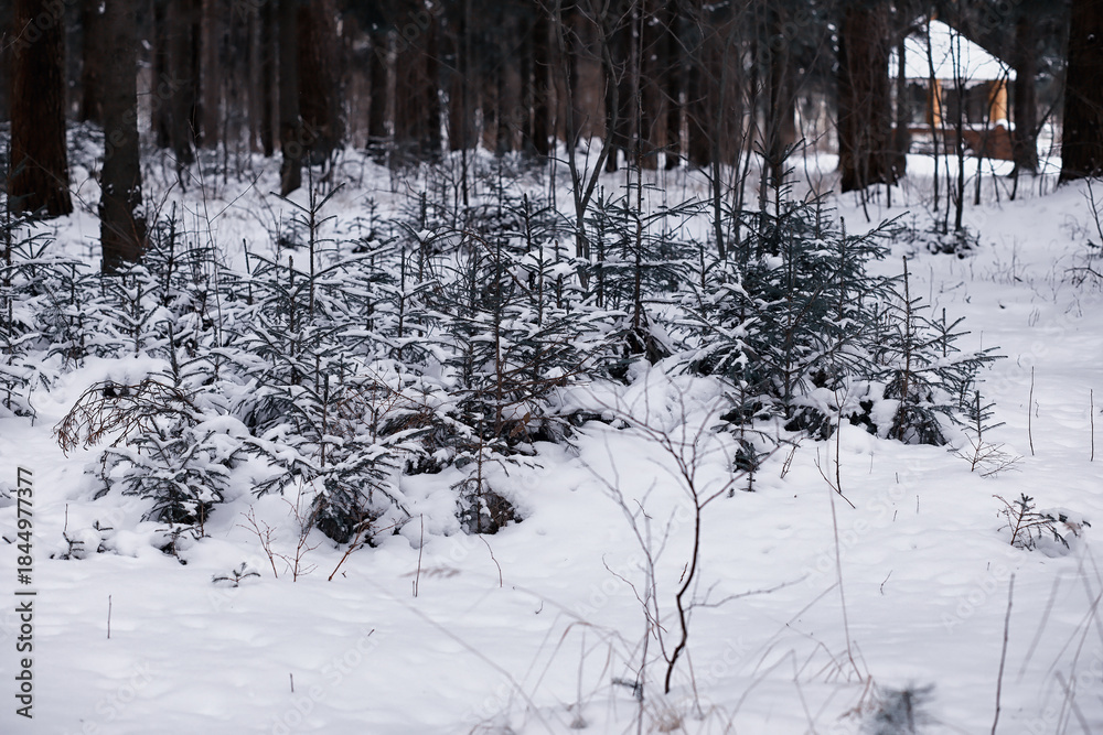 Fototapeta premium Winter forest. Landscape of the park in winter. Snow-covered trees at the edge.