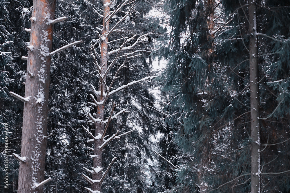 Fototapeta premium Winter forest. Landscape of the park in winter. Snow-covered trees at the edge.