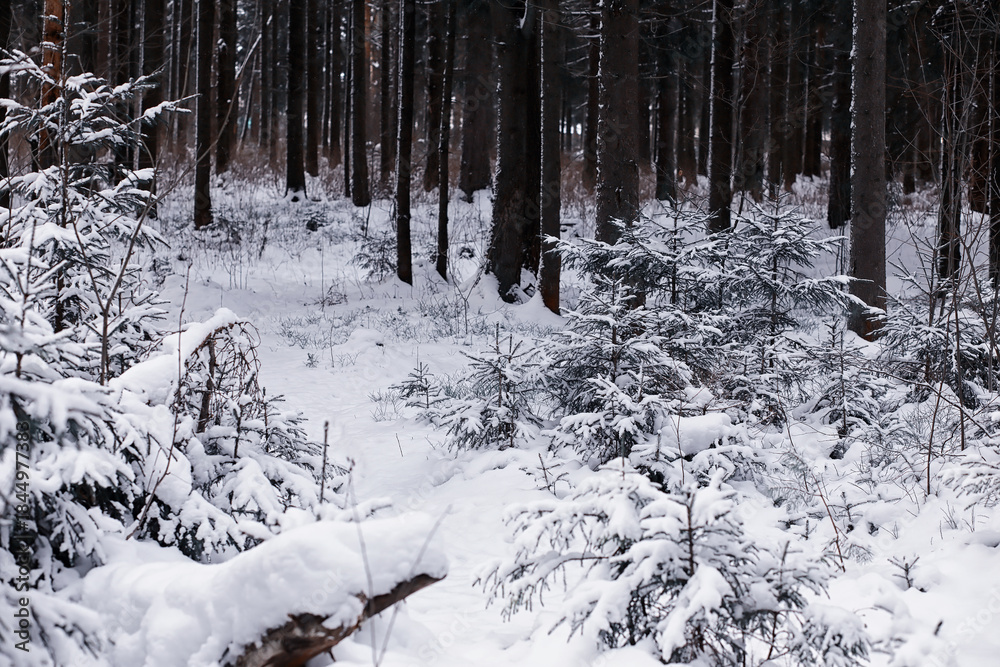 Fototapeta premium Winter forest. Landscape of the park in winter. Snow-covered trees at the edge.