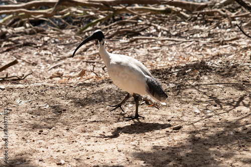 this is a side view of a white ibis