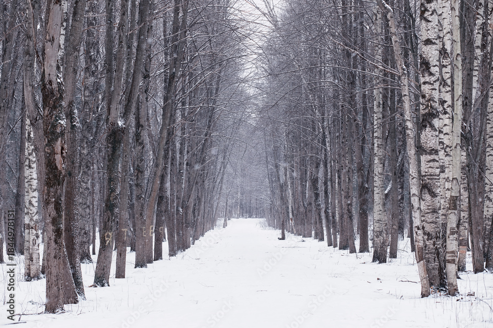 Fototapeta premium Winter forest. Landscape of the park in winter. Snow-covered trees at the edge.