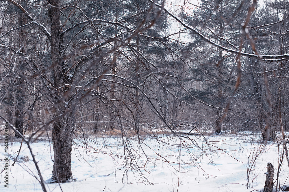 Fototapeta premium Winter forest. Landscape of the park in winter. Snow-covered trees at the edge.