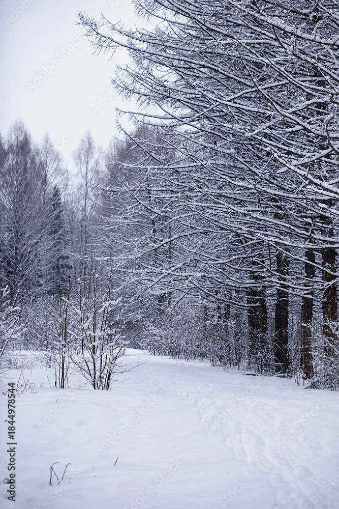 Fototapeta premium Winter forest. Landscape of the park in winter. Snow-covered trees at the edge.