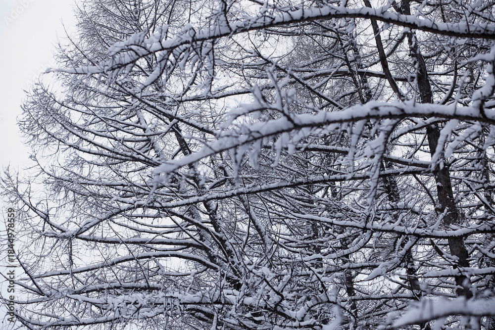 Fototapeta premium Winter forest. Landscape of the park in winter. Snow-covered trees at the edge.