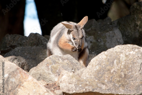 the yellow footed rock wallaby is eating a carrot