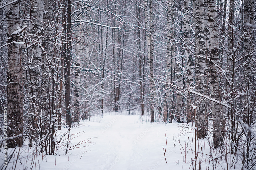 Fototapeta premium Winter forest. Landscape of the park in winter. Snow-covered trees at the edge.