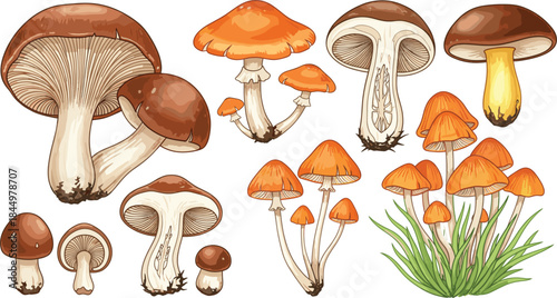 Wild forest mushrooms collection with boletus, toadstools, chanterelles, and orange fungi, detailed botanical nature vector illustration