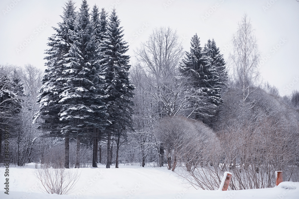 Naklejka premium Winter forest landscape. Tall trees under snow cover. January frosty day in the park.