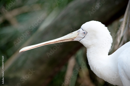 this is a side view close up of a yellow spoonbill