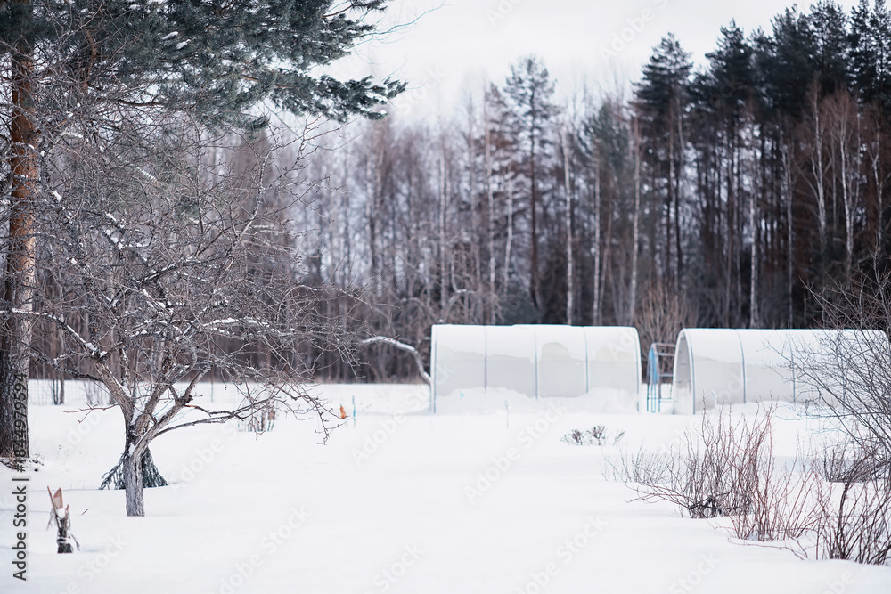 Naklejka premium Winter forest landscape. Tall trees under snow cover. January frosty day in the park.