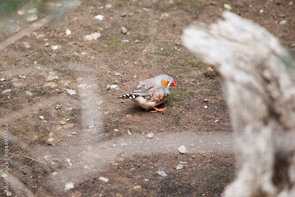 Fototapeta premium the zebra finch is looking for food