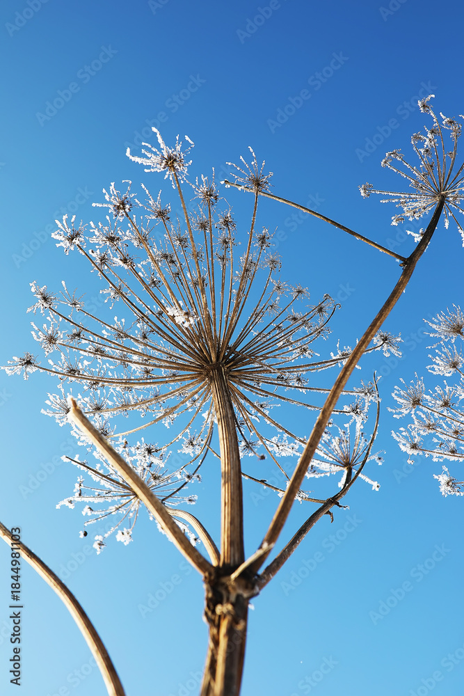 Fototapeta premium Plant covered with snow against the blue sky. Winter frost and ice crystals on grass. Selective focus and shallow depth of field.